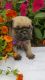 Pug Puppies for sale in Fort Wayne, IN, USA. price: NA