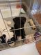 Pug Puppies for sale in North Carolina Central University, Durham, NC, USA. price: NA