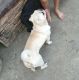 Pug Puppies for sale in Malolos, Bulacan, Philippines. price: 70000 PHP
