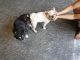 Pug Puppies for sale in Malolos, Bulacan, Philippines. price: 70000 PHP