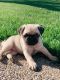Pug Puppies for sale in Kansas City, KS, USA. price: NA