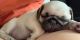 Pug Puppies for sale in El Paso, TX 79904, USA. price: NA