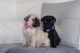 Pug Puppies for sale in Newark, NJ, USA. price: NA