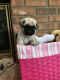 Pug Puppies for sale in Elgin, IL 60123, USA. price: NA