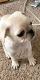 Pug Puppies for sale in Shelby Charter Twp, MI, USA. price: NA