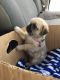 Pug Puppies for sale in Council Bluffs, IA, USA. price: $600