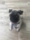 Pug Puppies for sale in Riverside, CA 92509, USA. price: $800