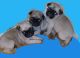 Pug Puppies for sale in W William Cannon Dr, Austin, TX, USA. price: NA