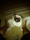 Pug Puppies for sale in Chandler, AZ, USA. price: NA