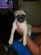Pug Puppies for sale in Pennsauken Township, NJ, USA. price: NA