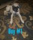 Pug Puppies for sale in East Mesa, AZ 85207, USA. price: NA