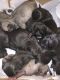 Pug Puppies for sale in Azusa, CA, USA. price: NA