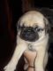 Pug Puppies for sale in Chestnut Ridge, NY, USA. price: NA
