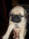 Pug Puppies for sale in Spring Valley, NY, USA. price: NA