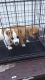 Pug Puppies for sale in Middlefield, OH 44062, USA. price: NA