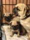 Pug Puppies for sale in Chillicothe, OH 45601, USA. price: NA