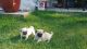 Pug Puppies for sale in Spokane Valley, WA, USA. price: $400