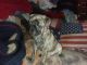 Pug Puppies for sale in 4 Downer St, Baldwinsville, NY 13027, USA. price: $600