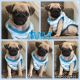 Pug Puppies for sale in San Francisco Ave, Long Beach, CA, USA. price: $500