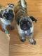 Pug Puppies for sale in King City, CA, USA. price: NA