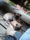 Pug Puppies for sale in Dewitt, MI 48820, USA. price: NA