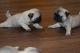 Pug Puppies for sale in Porterville, CA 93257, USA. price: NA
