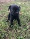 Pug Puppies for sale in Bentonville, AR, USA. price: NA