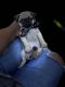 Pug Puppies for sale in Norwalk, CA, USA. price: NA