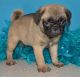 Pug Puppies for sale in US-1, Jacksonville, FL, USA. price: NA