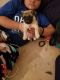 Pug Puppies for sale in Alvin, TX 77511, USA. price: $300