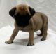Pug Puppies for sale in Lakewood, CA, USA. price: $500