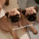 Pug Puppies for sale in Delta, OH 43515, USA. price: NA