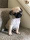 Pug Puppies for sale in New Jersey Ave, Brooklyn, NY 11207, USA. price: NA