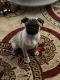 Pug Puppies for sale in Ontario, CA, USA. price: $800