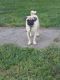Pug Puppies for sale in Millersburg, OH 44654, USA. price: NA