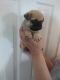 Pug Puppies for sale in Victoria, TX, USA. price: NA