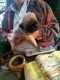Pug Puppies for sale in Kennewick, WA, USA. price: NA