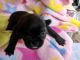 Pug Puppies for sale in Schulenburg, TX 78956, USA. price: $800