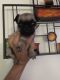 Pug Puppies for sale in Tampa, FL, USA. price: $500