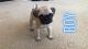 Pug Puppies for sale in Post Rd, Perris, CA 92570, USA. price: NA