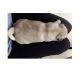 Pug Puppies for sale in Woodhurst Ln, San Jose, CA 95123, USA. price: $950