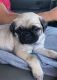 Pug Puppies for sale in Woodhurst Ln, San Jose, CA 95123, USA. price: $1,600