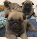 Pug Puppies for sale in The Bronx, NY, USA. price: NA