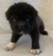 Pug Puppies for sale in Mt Vernon, MO 65712, USA. price: NA