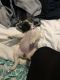 Pug Puppies for sale in Fayetteville, AR, USA. price: NA