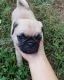 Pug Puppies for sale in Kennett Square, PA 19348, USA. price: NA