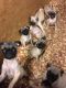 Pug Puppies for sale in Titusville, FL, USA. price: NA