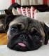 Pug Puppies for sale in New Milford, NJ 07646, USA. price: $1,000