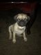 Pug Puppies for sale in 16816 Passage Ave, Paramount, CA 90723, USA. price: NA
