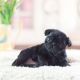 Pug Puppies for sale in Dickson, TN, USA. price: NA